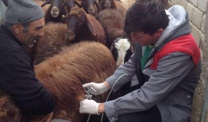 Ağrı Tarım İl Müdürlüğü: Şap hastalığı açıklaması