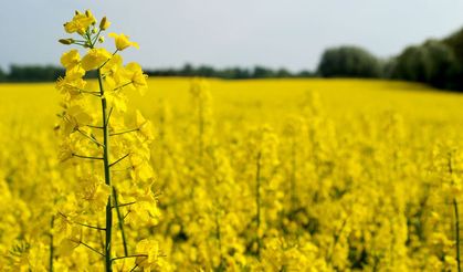 Kanola çiftçilerin geçim kaynağı oldu!