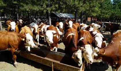 Damızlık düve başvuruları başladı