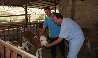 Tarım İl Müdürü: Hayvan ırkların geliştirilmesi çok önemli!