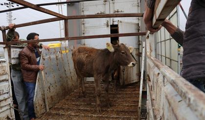 Kars’ta genç çiftçinin yüzü güldü