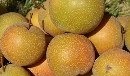 Çiftçinin yeni umudu Japon Armudu