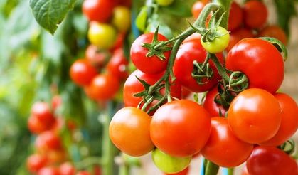 Rusya domates yasağını kaldırdı