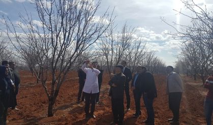 Çiftçiye meyve yetiştiriciliği ve budama eğitimi