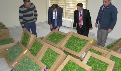 Malatya’da ‘Aromatik Bitki’ gelişmesi!