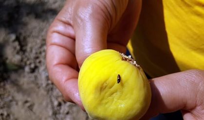 İncirde ekşilik böceği ile mücadele!