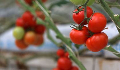 Rusya ile domates ithalatı konuşulacak