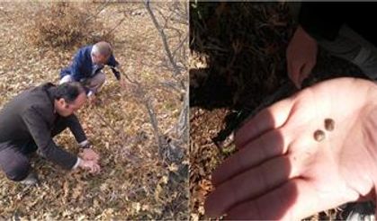 Çorum Tarım İl Müdürlüğü: Süne ve kımıl ile mücadele devam ediyor!