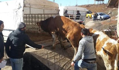 44 damızlık boğa hak sahiplerine dağıtıldı