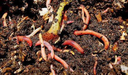 Topraklarımız için solucan gübresi önemli!