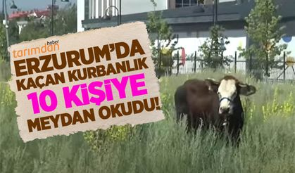 Erzurum’da kaçan kurbanlık 10 kişiye meydan okudu!