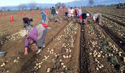 Artvin'de tarım havzaları ve desteklenecek ürünler belli oldu! Çiftçi bu ürünleri ekerse destek alacak!