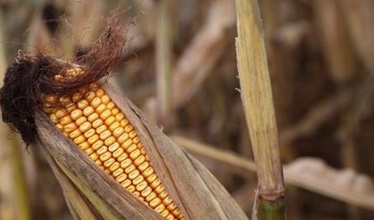 Trabzon’da hangi ürünlere destek verilecek? 2025-2027 havza destek listesi!