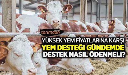 Yüksek yem fiyatlarına karşı yem desteği gündemde! Üreticiden destek önerisi geldi? Yem desteği nasıl ödenmeli?