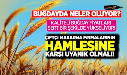 Buğdayda neler oluyor? Kaliteli buğday fiyatları sert bir şekilde yükseliyor! Makarna firmalarının hamlesine dikkat!