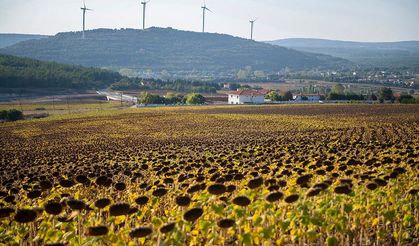 TİGEM Sultansuyu işletmesi 153 bin kilo yağlık ayçiçeğini satışa çıkarıyor