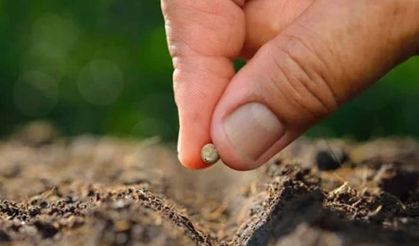 Tohum ihracatına ‘yabancı darbesi!’