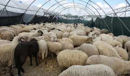 Kahramanmaraş’ta hayvan varlığı değişti: Küçükbaşta düşüş, kanatlıda dikkat çeken artış
