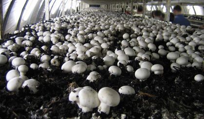 Mantar üretimi için ne gerekli? Sivas’taki kurs üretime başlamak isteyenlere kapı açıyor