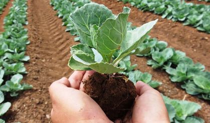 Evde Topraksız Tarım (Hidroponik Tarım) Nasıl Yapılır?