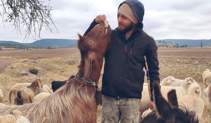 Çoban avukat hayvancılığı bırakıyor! Sorunu çözmek yerine 'hayvancılığı bırak' dediler!