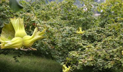 Trabzon’da 2025 üretim yılı temel destek ve planlı üretim destek icmalleri askıya çıktı