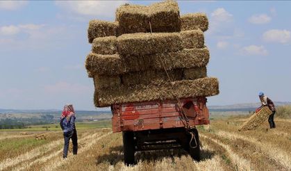 Saman fiyatları tartışma konusu oldu: Üretici ve besici karşı karşıya
