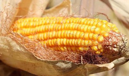 TMO’dan mısır satışı duyurusu: Kimler alabilecek, başvurular nasıl yapılacak?