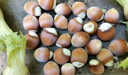 Fındık üreticisinin depo sorunu çözülüyor