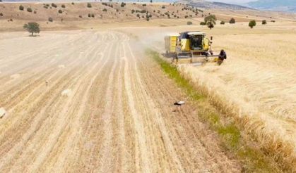 1 ton arpa ve buğday fiyatı arttı mısır fiyatı değişmedi!