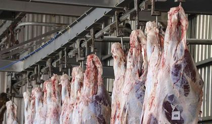 Karkas et fiyatları 11 lira düştü: ESK’nın kasaplık hayvan ithalatı piyasayı aşağı çekti