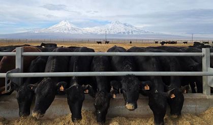 Kasaplık Angus etkisi sınırlı kaldı: Fiyat düşüşü geçici, beklenti yeniden yükseliş yönünde