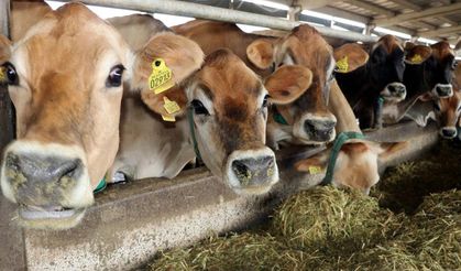 Tarım ve hayvancılıkta ithalat rakamları açıklandı!