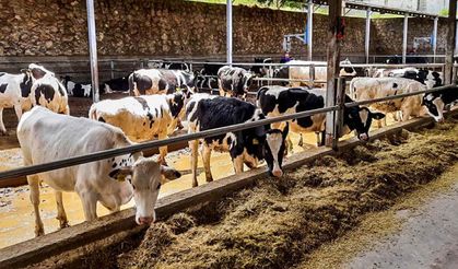 Tarım Bakanı Yumaklı'ya yem fiyatları ile ilgili 11 kritik soru!