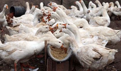 Kaz yetiştiriciliği için ne yapmam gerekiyor?