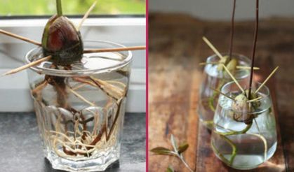 Avokado tohumu nasıl yetiştirilir?