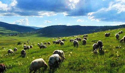 Türkiye’de yetiştirilen koyun ırkları ve özellikleri: Hangi ırk ne işe yarar?