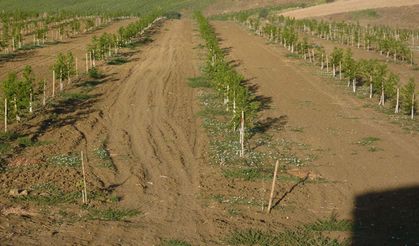 Tarım takvimine göre Şubat ayında tarlada, bahçede ve ahırda yapılacaklar