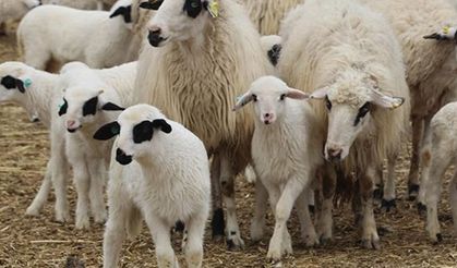 Yetiştiriciler dikkat! 2026 yılı kuzu ve oğlak desteğinde "Aşı" şartları belli oldu