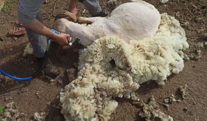 Şaftlı koyun kırkım makinesine yüzde 70 hibe desteği
