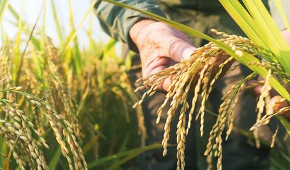 Pirinç ambarı İpsala, stok sorununu tanıtımla aşacak