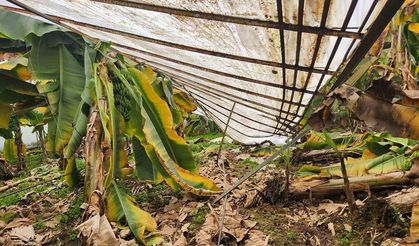 Mersin Anamur’da dolu muz ve çilek seralarına zarar verdi