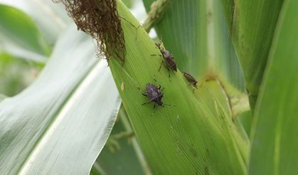 Kahverengi kokarca soruları yanıtsız kaldı: Bakanlık zararın boyutunu açıklamadı