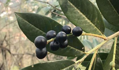 Rize’de tarımsal üretim verileri açıklandı: Meyve üretimi zirvede