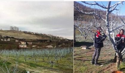 Meyve bahçelerinde 'pembe tomurcuk' alarmı: Tek bir uygulama ile tüm sezonu kurtarın!