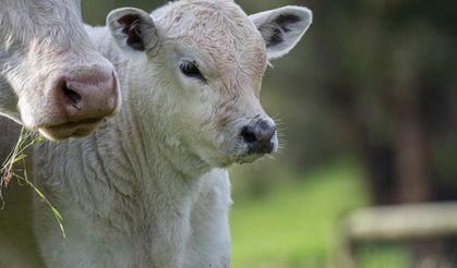 Buzağı bakımında kritik 'ilk 2 saat' uyarısı: O hatayı sakın yapmayın!