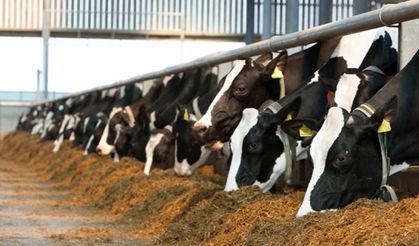 2026 yem maliyeti hesaplandı! Amasya DSYB’den 50 anaçlı işletme için altın rehber