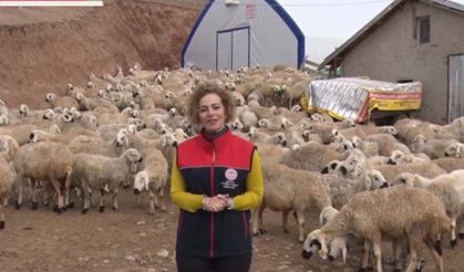 Kuzu ölümlerine karşı altın kurallar: İlk 24 saate dikkat!