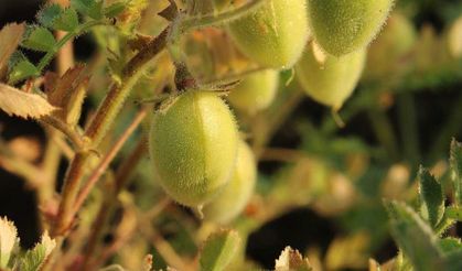 Nohutta hibe desteği ve maliyet avantajı ekilişleri artırıyor