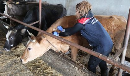 Veteriner hekimlikte disiplin reformu: Uzlaşı mı, mali infaz mı?